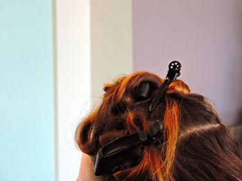 Close-up of dog looking at camera