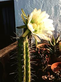 Close-up of cactus plant