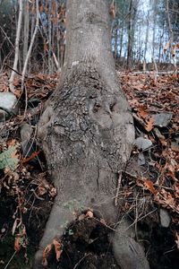 Plants growing on land in forest
