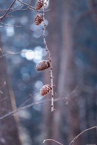 Close-up of dried plant