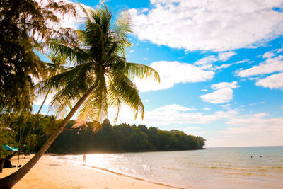 Palm trees on beach against sky