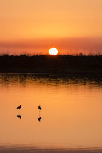 Silhouette birds perching in lake against orange sky