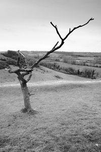 Bare tree on field against sky