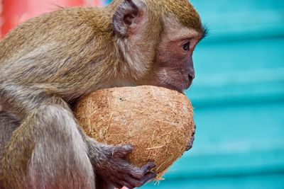 Close-up of monkey looking away