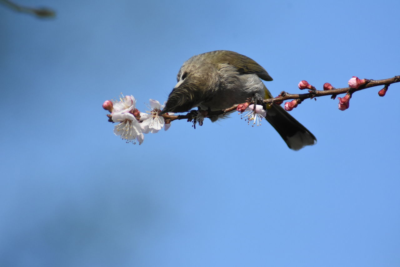 LOW ANGLE VIEW OF BIRD ON A BRANCH AGAINST SKY