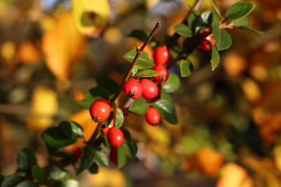 Close-up of red berries growing on tree