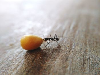 Close-up of insect on table