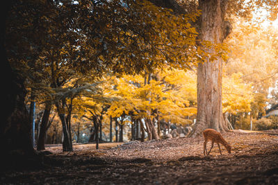 View of trees in forest during autumn