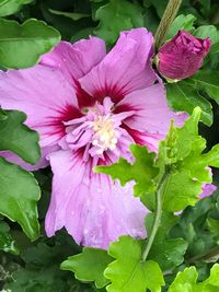 Close-up of water drops on pink flower blooming outdoors