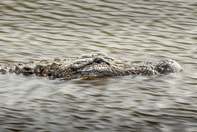 View of alligator swimming in sea