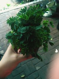 Close-up of hand holding plant