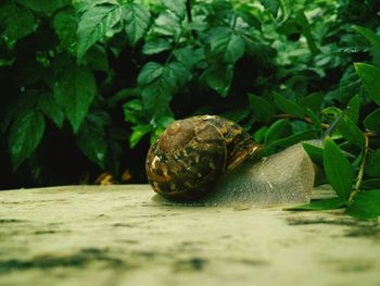 Close-up of snail