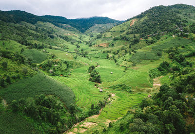 Scenic view of agricultural field