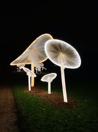 White mushrooms on field