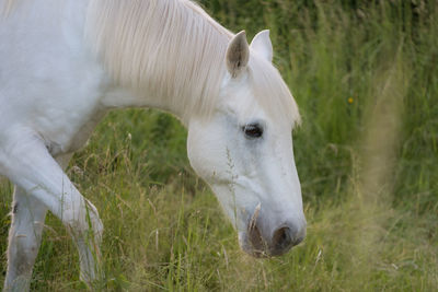 White horse in a field