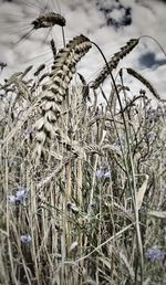 Close-up of plants on field against sky
