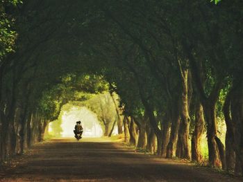 Man walking on road amidst trees