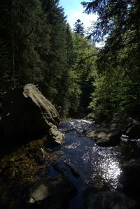 Stream flowing through rocks in forest