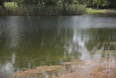 Scenic view of lake in forest