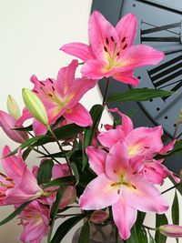 Close-up of pink flowering plant