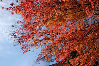 Low angle view of maple tree against sky