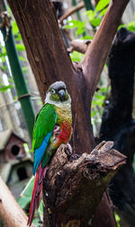 Close-up of bird perching on tree trunk
