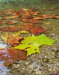 Fallen leaves on tree stump