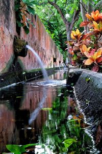 Reflection of trees in water