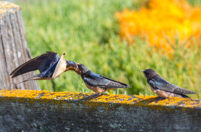 Close-up of bird perching on feeder