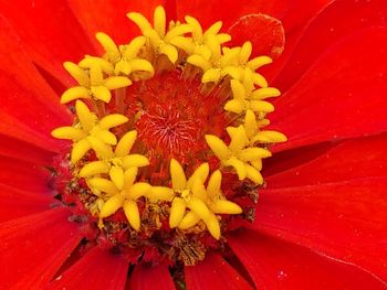 Extreme close-up of red flower