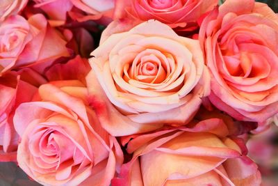 Full frame shot of pink roses