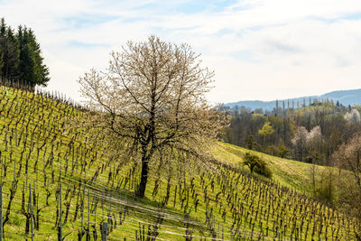 Scenic view of agricultural field against sky