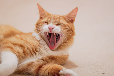 Close-up of a cat yawning