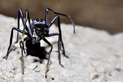 Close-up of spider