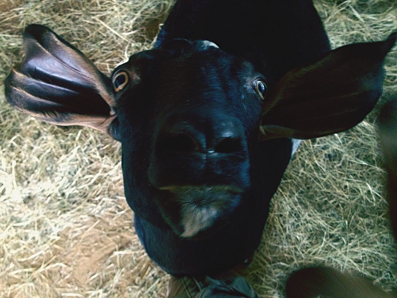 animal themes, domestic animals, one animal, mammal, dog, pets, looking at camera, portrait, black color, field, animal head, grass, day, close-up, relaxation, outdoors, standing, no people, sitting, nature