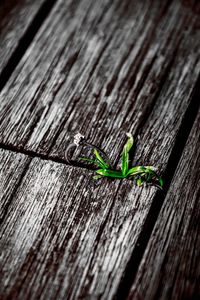 Close-up of caterpillar on wood