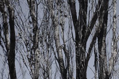 Close-up of bare trees during winter