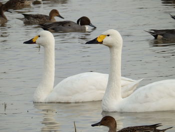 Swans swimming in lake