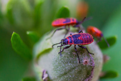 Close-up of insect on plant