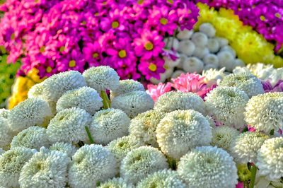 Close-up of multi colored flowering plants at market