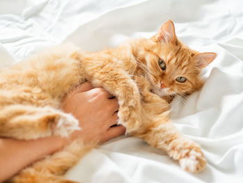 Close-up of cat sleeping on bed