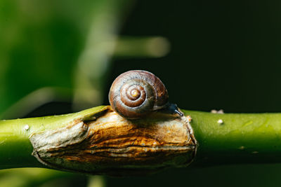 Close-up of snail on leaf