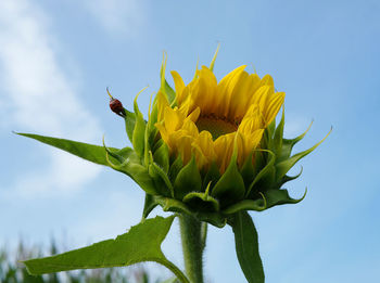 Close-up of sunflower plant against sky