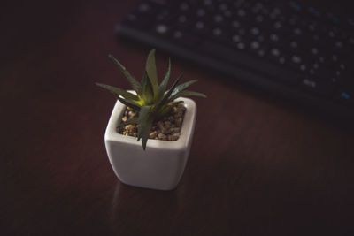 Close-up of potted plant on table