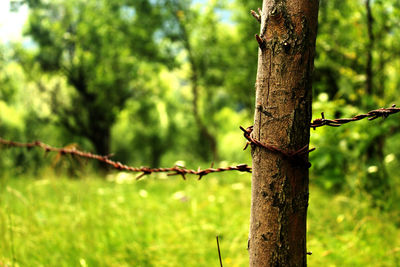 Barbed wire on tree trunk