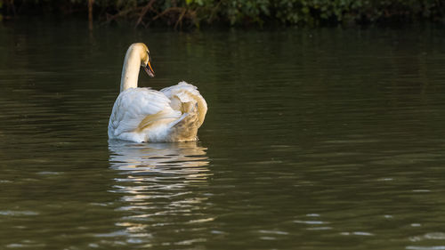 Swan swimming in lake