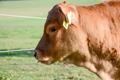 Close-up of cow in field