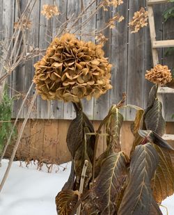 Close-up of dry plants on snow covered land