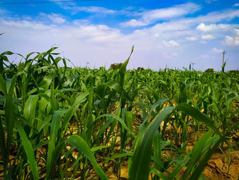 Crops growing on field against sky