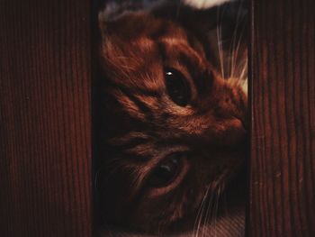 Close-up portrait of a cat